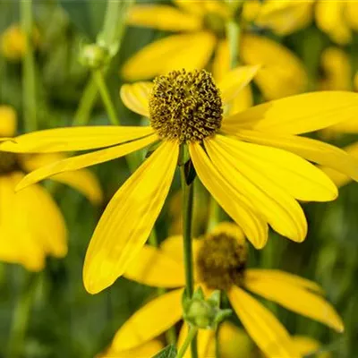 Topfgrösse 1 Liter - Sonnenhut - Rudbeckia nitida 'Autumn Glory'