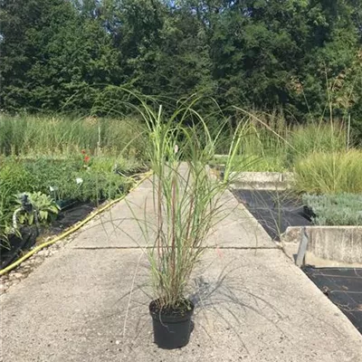 Topfgrösse 1 Liter - Eulalie, Chinaschilf - Miscanthus sinensis 'Yaku Dwarf'