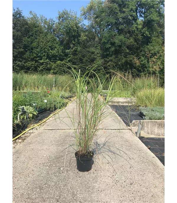 Miscanthus sinensis 'Yaku Dwarf'