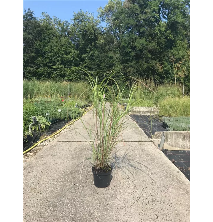 Eulalie, Chinaschilf - Miscanthus sinensis 'Yaku Dwarf'