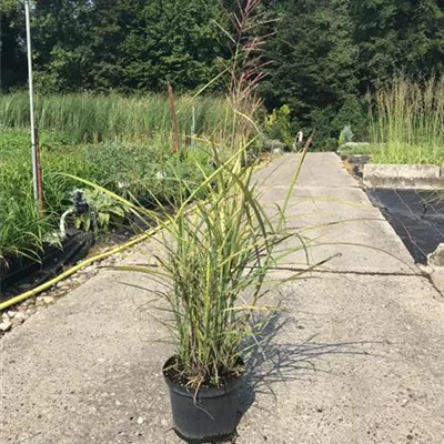 Topfgrösse 3 Liter - Eulalie, Chinaschilf - Miscanthus sinensis 'Ferner Osten'