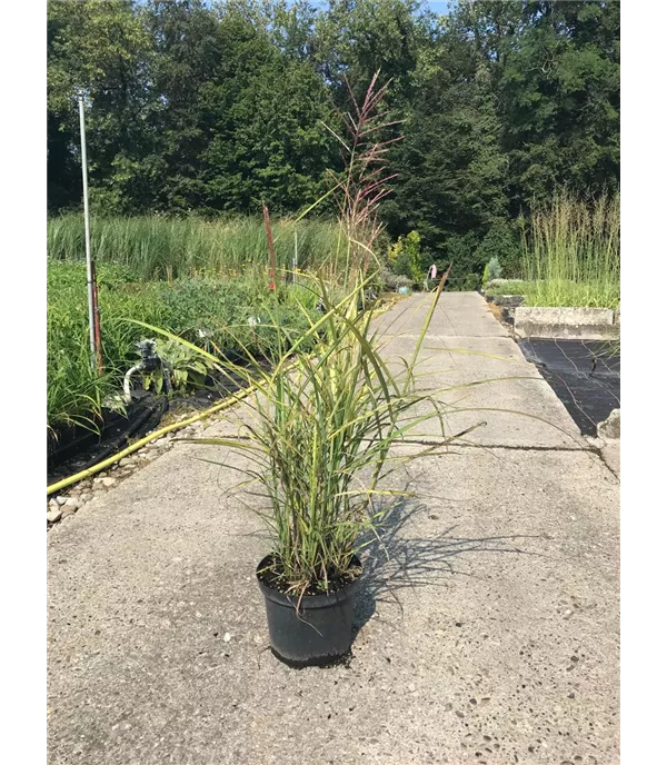 Miscanthus sinensis 'Ferner Osten'