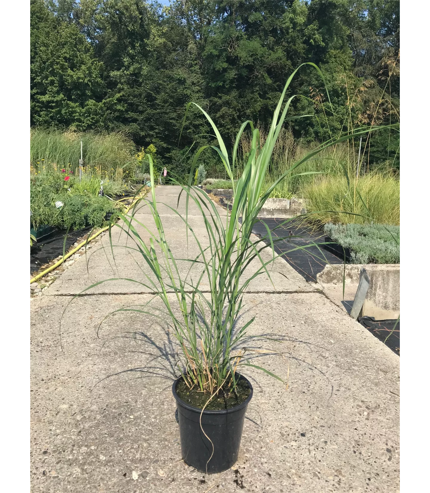 Miscanthus sinensis 'Silberfeder'