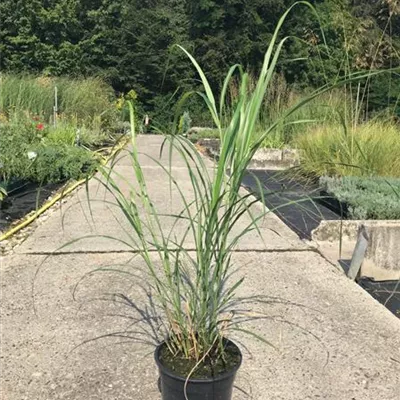 Topfgrösse 1 Liter - Eulalie, Chinaschilf - Miscanthus sinensis 'Silberfeder'