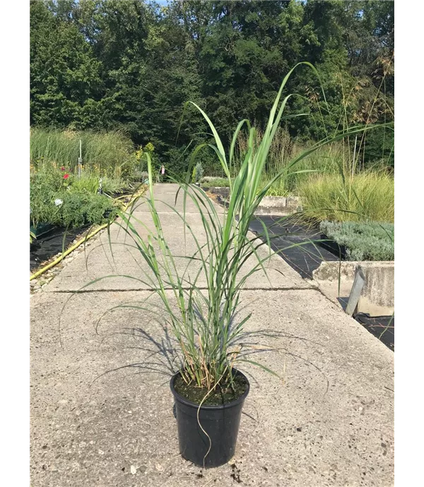 Miscanthus sinensis 'Silberfeder'