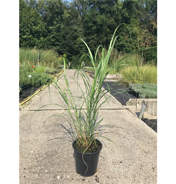 Eulalie, Chinaschilf - Miscanthus sinensis 'Silberfeder'