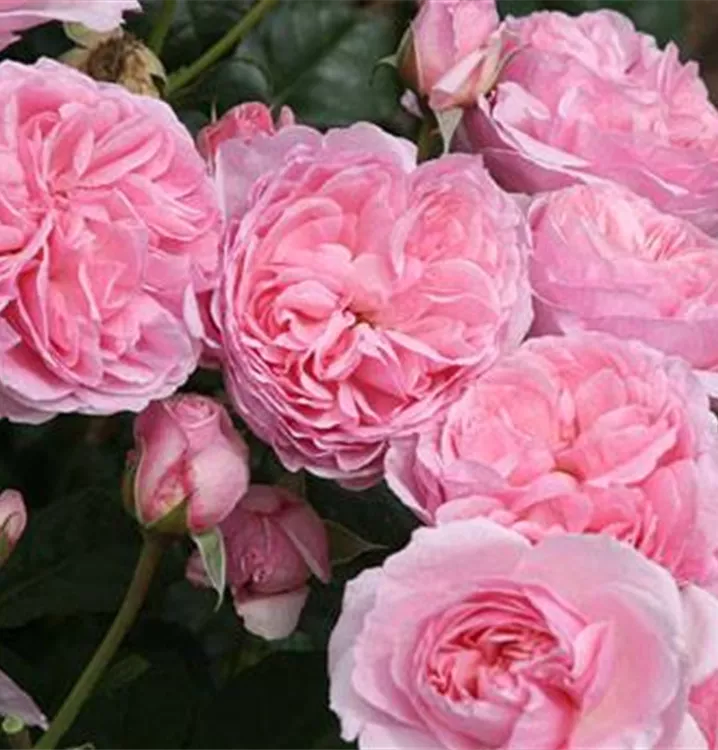 Strauchrose 'Flashlight'® - Rosa (Strauchrose) 'Flashlight'