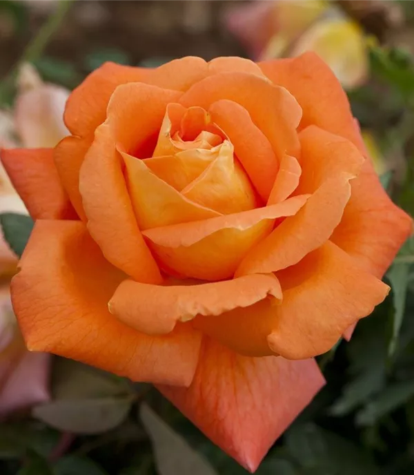 Rosa (Teehybride) 'Louis de Funès'