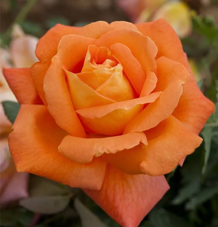 Edelrose 'Louis de Funès'® - Rosa (Teehybride) 'Louis de Funès'