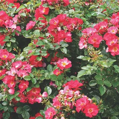 im Container - Strauchrose 'Residenz'® - Rosa (Strauchrose) 'Residenz'