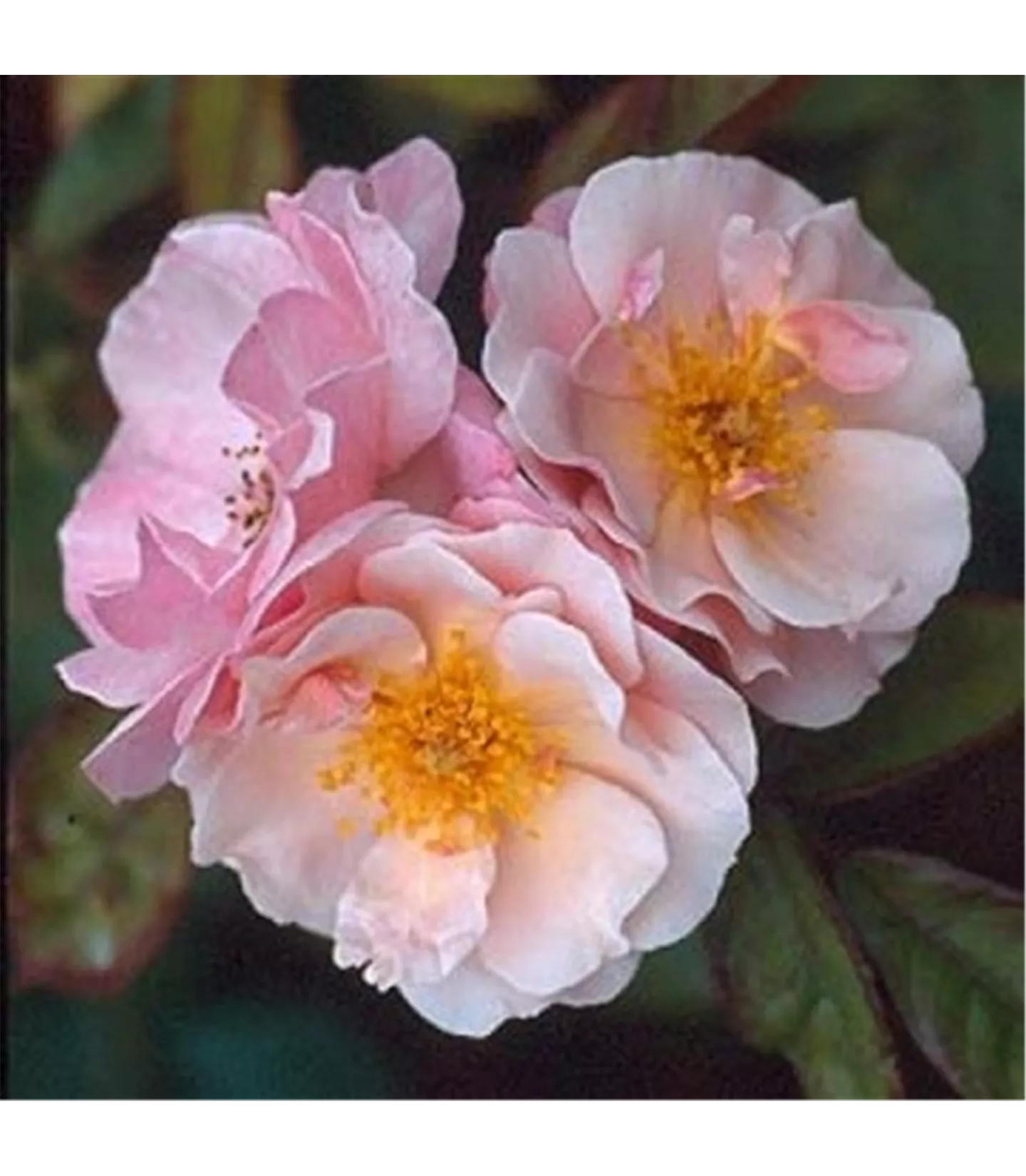 Rosa (Strauchrose) 'Clair Matin'