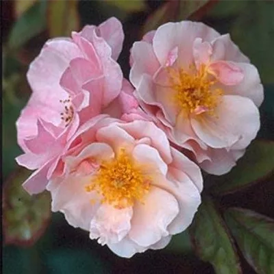 im Container - Kletterrose 'Clair Matin'® - Rosa (Strauchrose) 'Clair Matin'