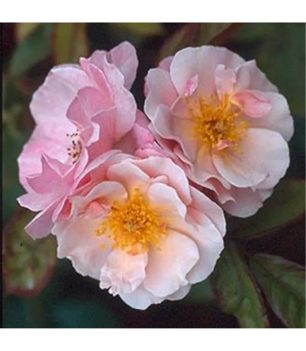 Rosa (Strauchrose) 'Clair Matin'