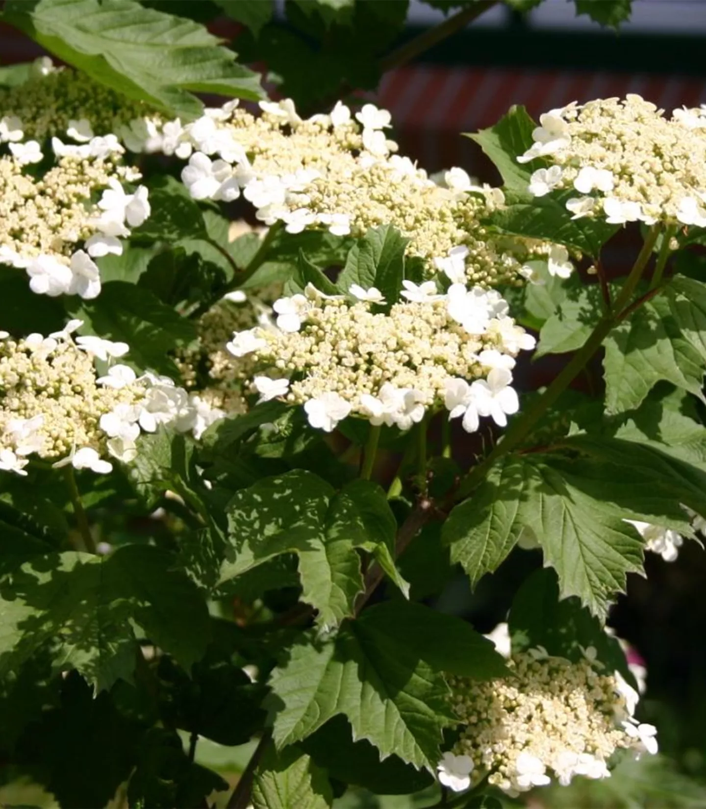 Viburnum opulus