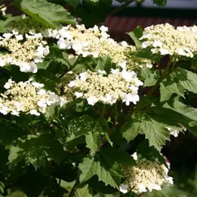 Container 70 - 80 - Gemeiner Schneeball - Viburnum opulus