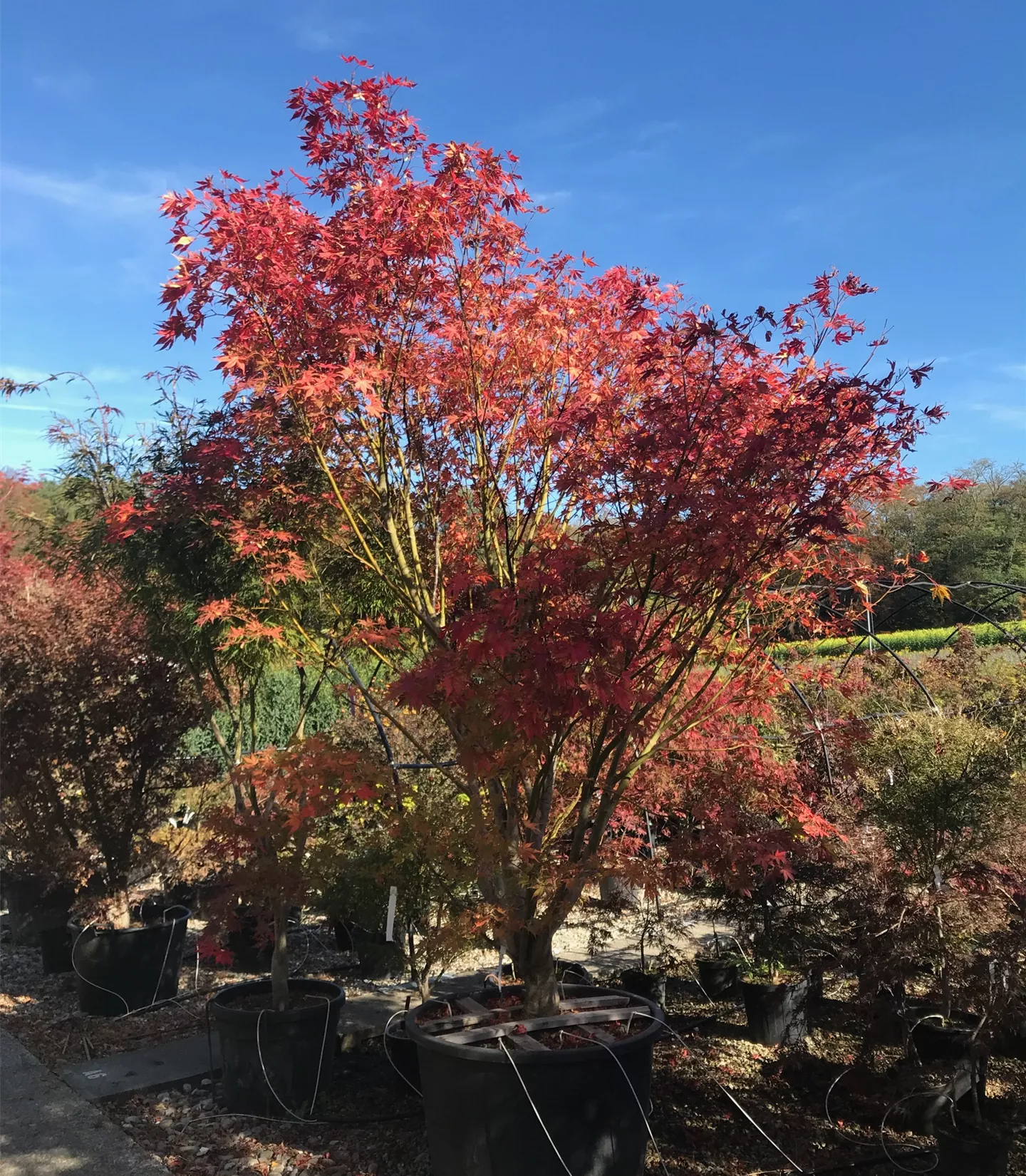 Acer palmatum 'Kogane-nishiki'