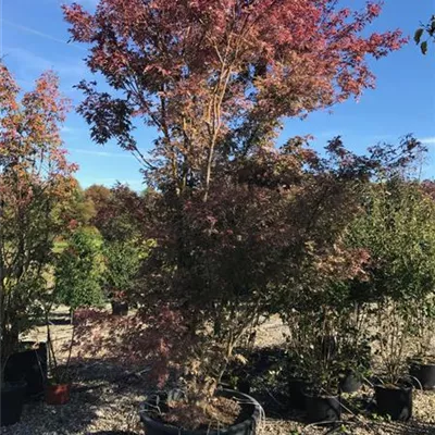 im Container Höhe 300cm - Fächerahorn 'Butterfly' - Acer palmatum 'Butterfly'