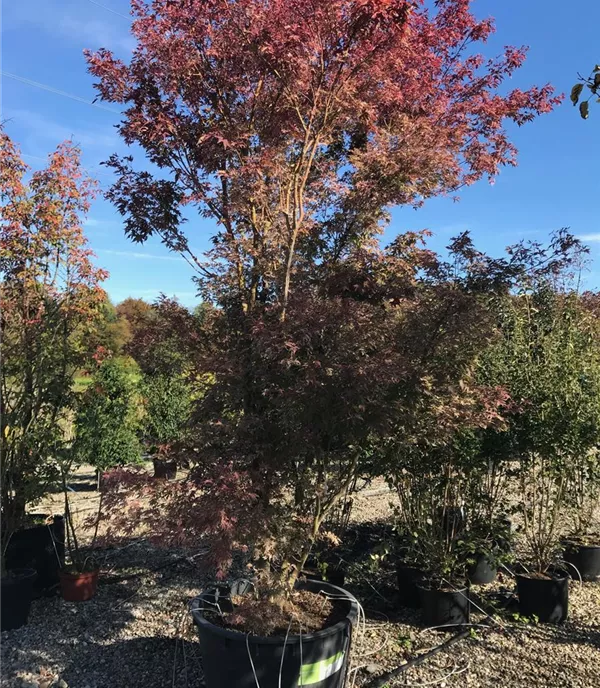 Acer palmatum 'Butterfly'