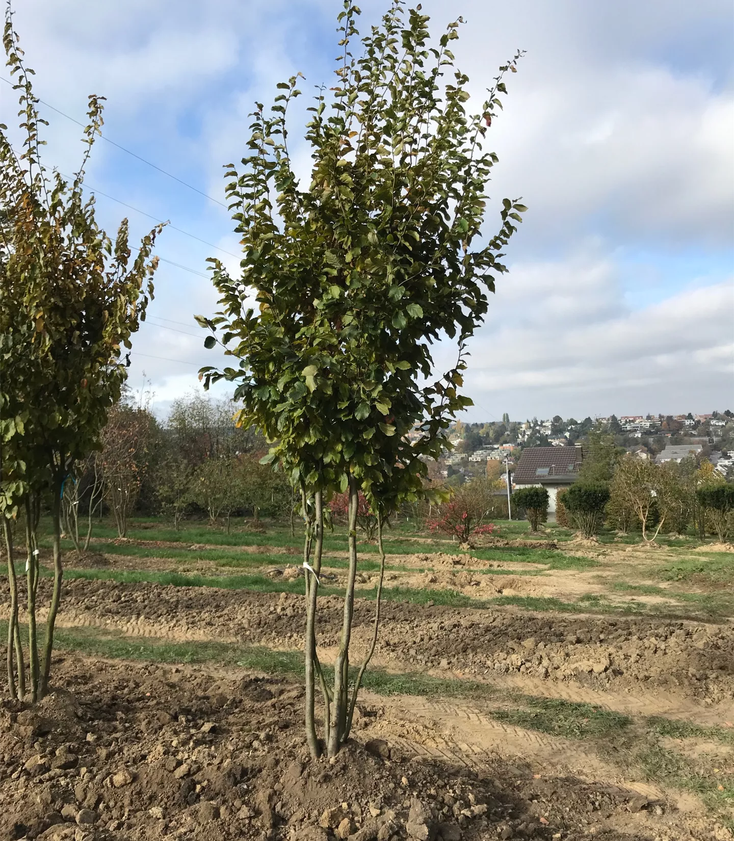 Parrotia persica Schirmform