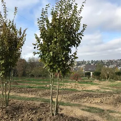 im Container Höhe 300-350cm - Eisenbaum Schirmform - Parrotia persica Schirmform