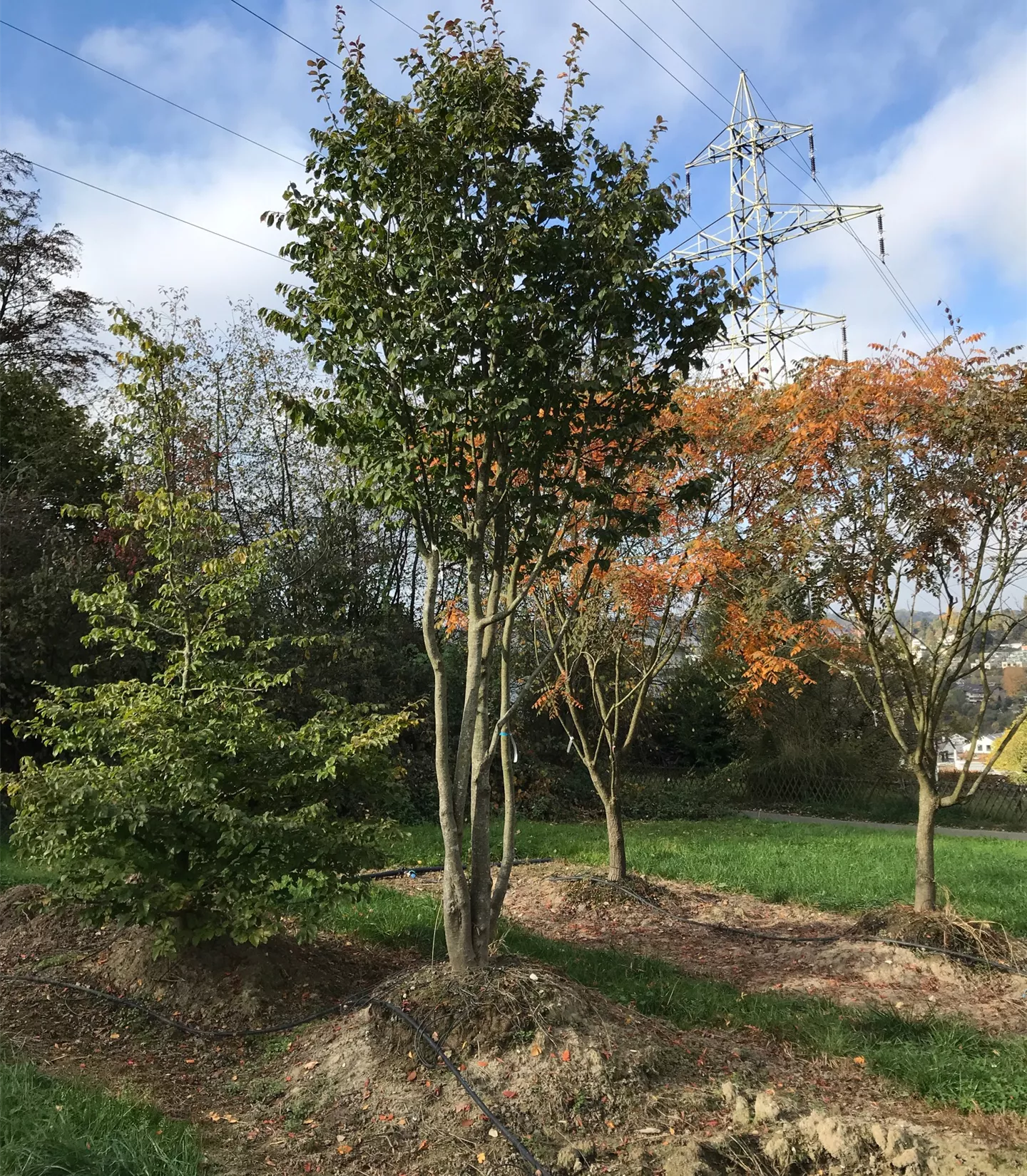 Parrotia persica, Schirmform