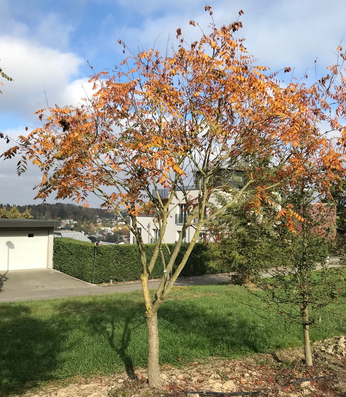 Koelreuteria paniculata, Schirmform