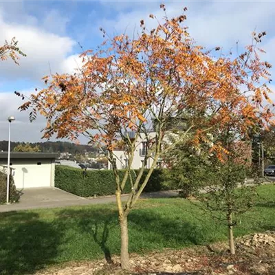 mit Ballen Höhe 300-350cm - Blasenbaum Schirmform - Koelreuteria paniculata, Schirmform