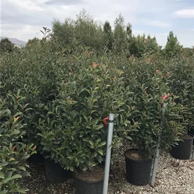 Container 70 - 80 - Glanzmispel - Photinia fraseri (x) 'Compacta' Solitär