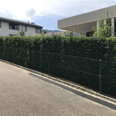 mit Ballen Höhe 300cm, Breite 50cm - Heimische Eibe Heckenelement 80x40 - Taxus baccata Heckenelemente 80*40