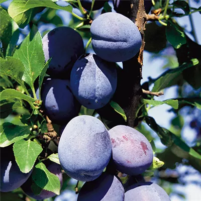 im Container - Säulenzwetschge - Prunus (Säulenzwetschge) 'Cacas'