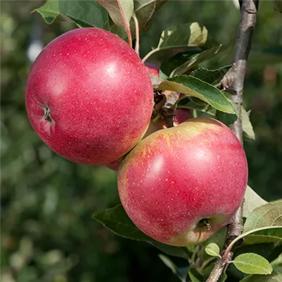 im Container - Malus (Säulenapfel) 'Redspring'