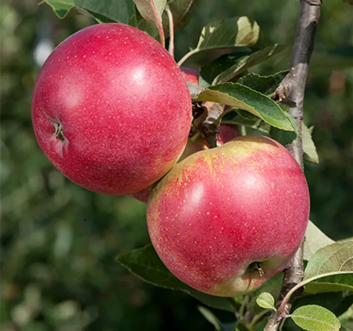 Malus-domestica-Redspring.jpg