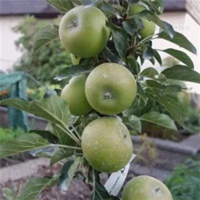 im Container - Säulenapfel - Malus (Säulenapfel) 'Lambada' 4181/1 gelb