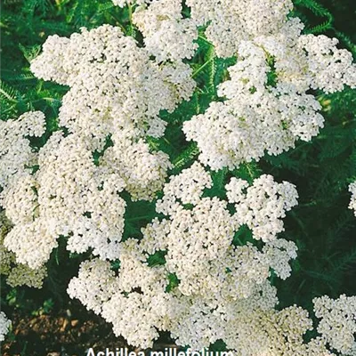 Topfgrösse 1 Liter - Achillea millefolium CH-Oekotyp