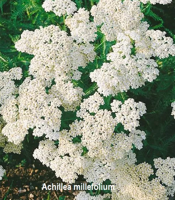 Achillea millefolium CH-Oekotyp