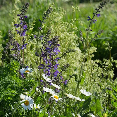 Wiesenblumen-Set - Heimische Wiesenblumen - Wiesenblumen Set