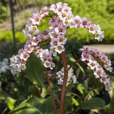 Topfgröße 1 Liter - Altai-Bergenie - Bergenia cordifolia