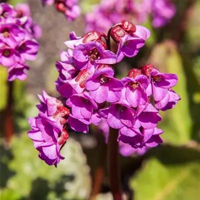 Topfgrösse 1 Liter - Bergenie - Bergenia 'Rotblum'