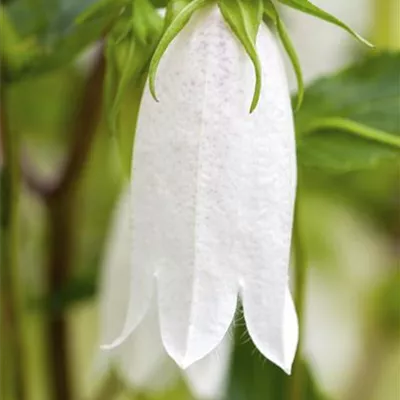 Topfgröße 0.5 Liter - Gepunktete Glockenblume - Campanula punctata