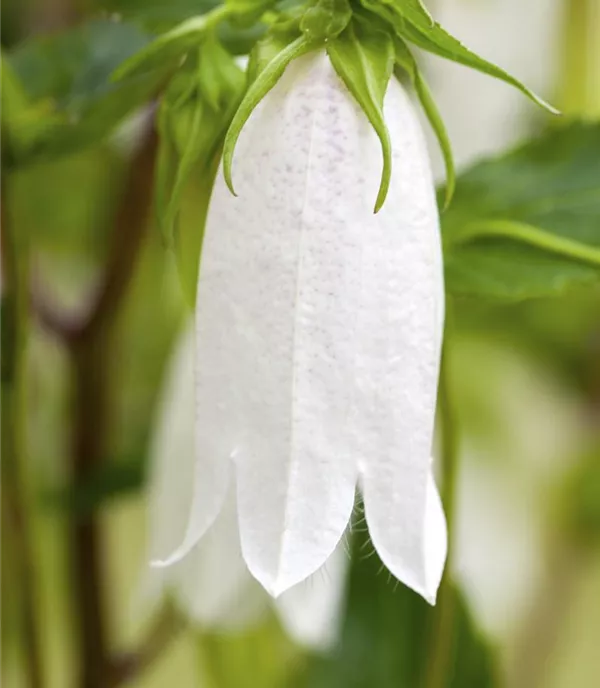 Campanula punctata