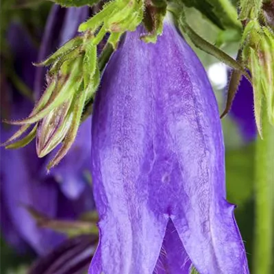 Topfgröße 1 Liter - Nesselblättrige Glockenblume - Campanula trachelium CH-Oekotyp