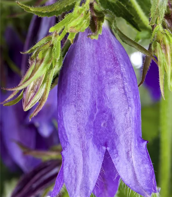 Campanula latifolia var. macrantha