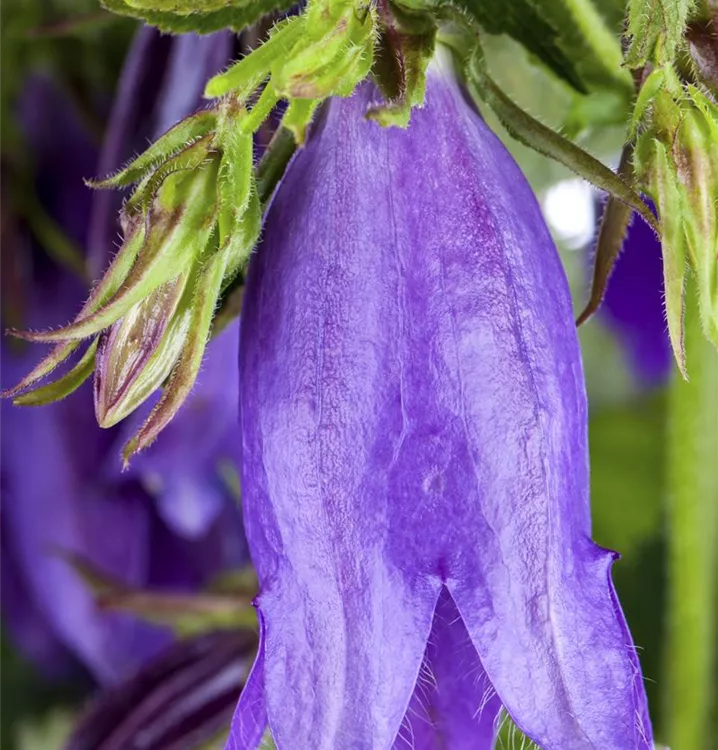 Nesselblättrige Glockenblume - Campanula trachelium CH-Oekotyp