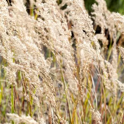 Topfgrösse 0.5 Liter - Rauhgras - Stipa calamagrostis