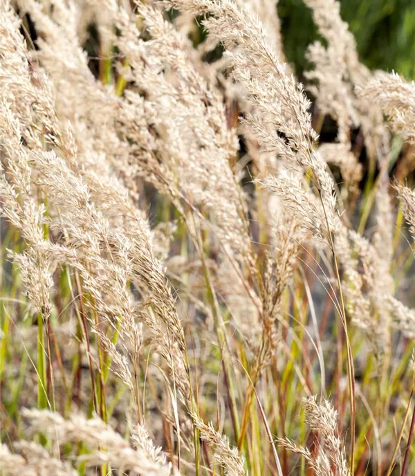 Stipa calamagrostis