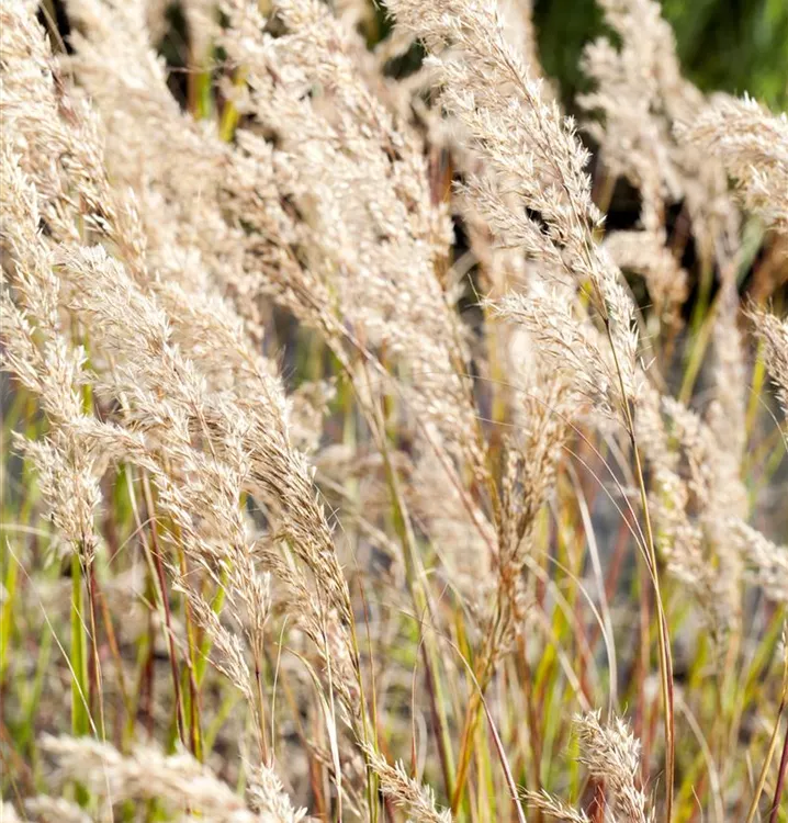 Rauhgras - Stipa calamagrostis