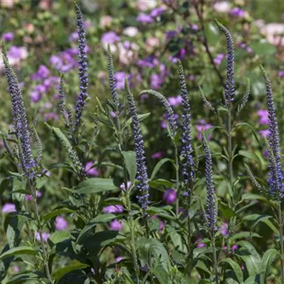 Topfgrösse 0.5 Liter - Ähriger Ehrenpreis - Veronica spicata