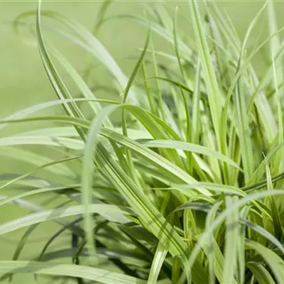 Topfgrösse 0.5 Liter - Schopf-Segge - Carex caryophyllea 'The Beatles'