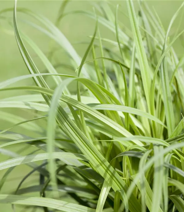 Carex caryophyllea 'The Beatles'