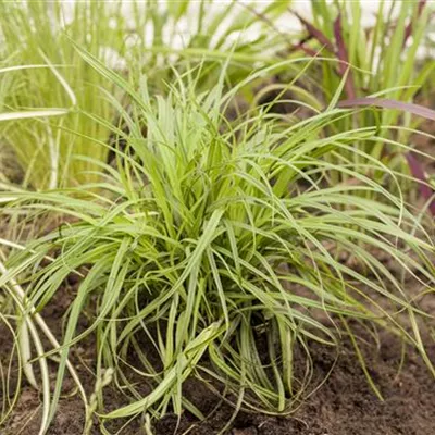 Topfgrösse 0.5 Liter - Carex umbrosa